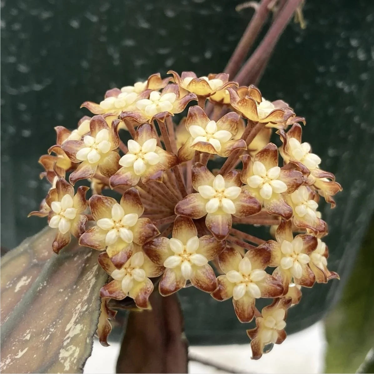 Hoya clemensiorum ‘Short Leaf’