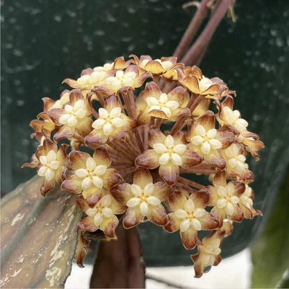 Hoya clemensiorum ‘Short Leaf’