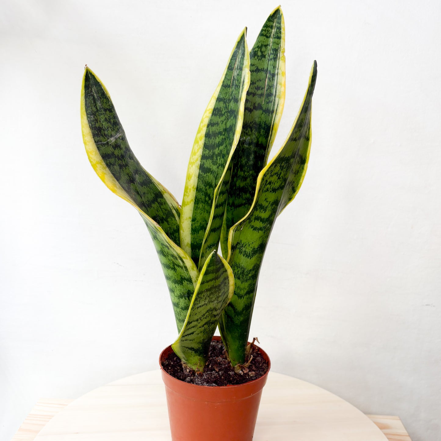 Sansivieria Futura Superba