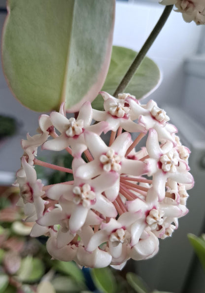 Hoya Australis Blondie