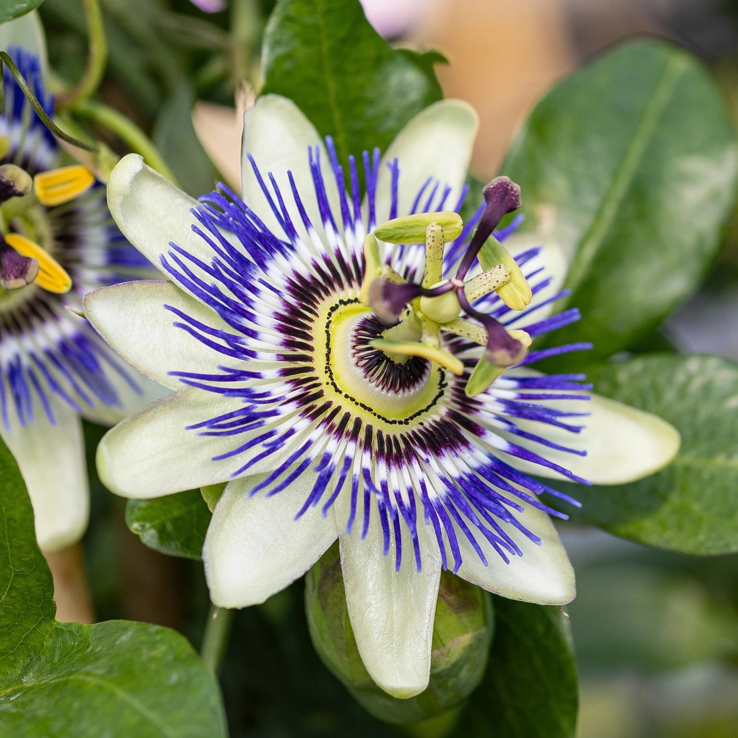 Passiflora