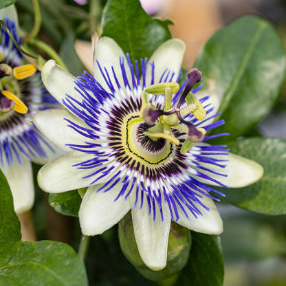 Passiflora