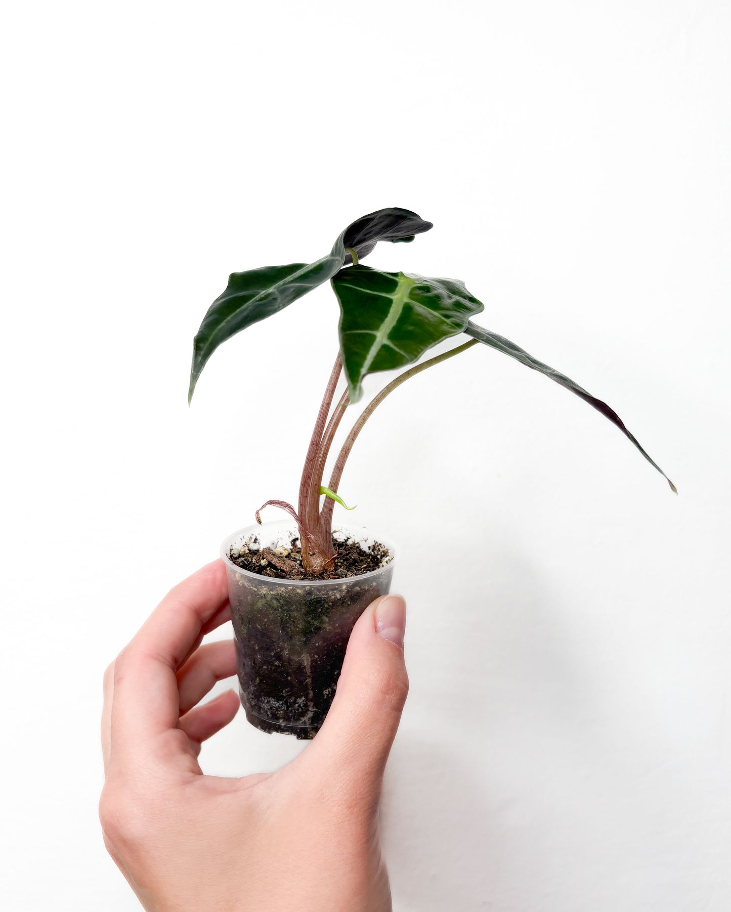 Alocasia ‘Polly’