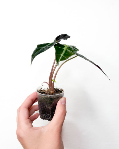 Alocasia ‘Polly’