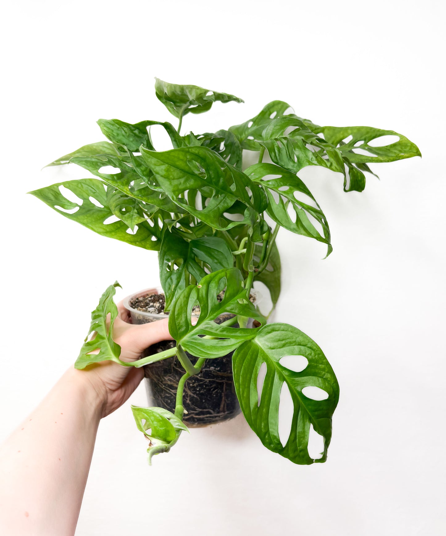 Monkey Monstera