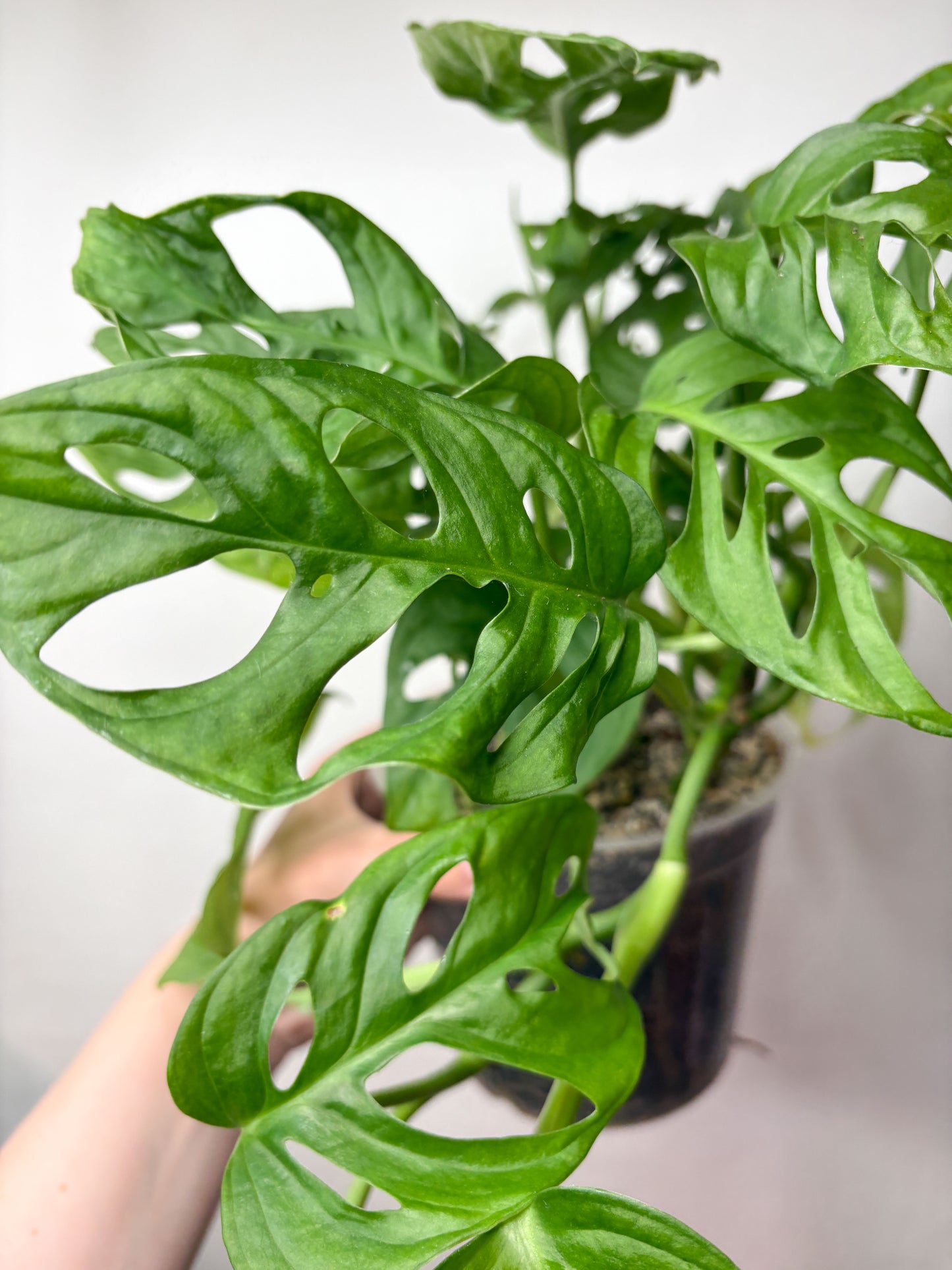 Monkey Monstera