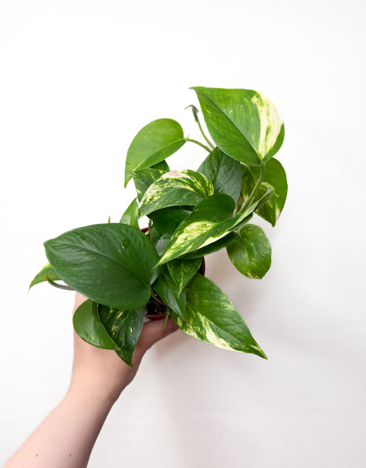 Golden Pothos