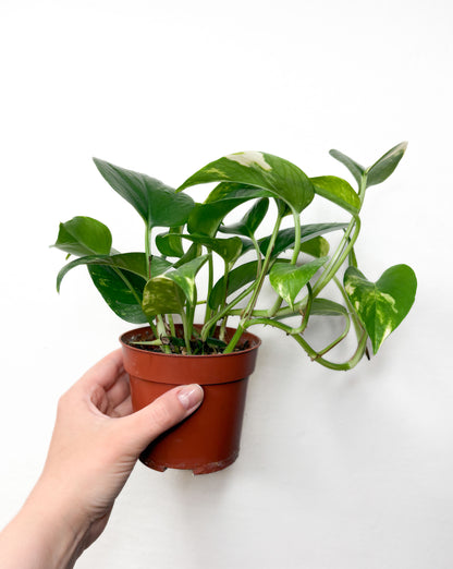 Golden Pothos