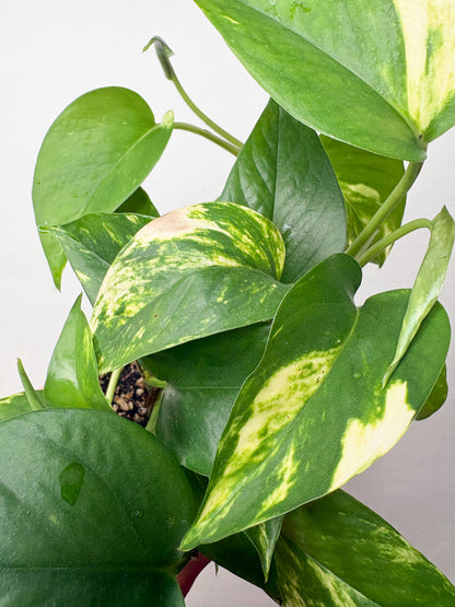 Golden Pothos
