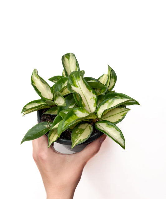 Hoya Carnosa Tricolor