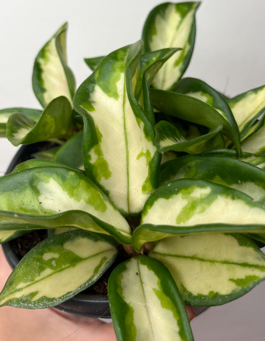 Hoya Carnosa Tricolor