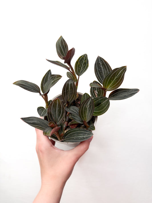 Ludisia discolor