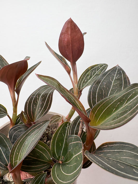 Ludisia discolor