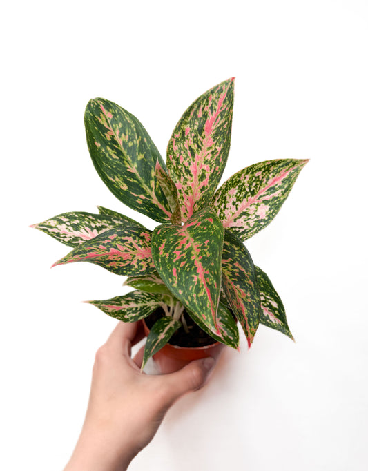 Aglaonema Harleyquin