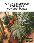 Online houseplant care consultations