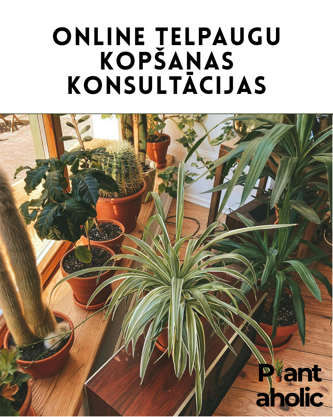 Online telpaugu kopšanas konsultācijas