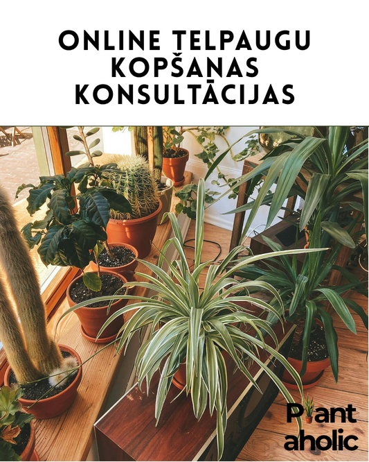 Online telpaugu kopšanas konsultācijas
