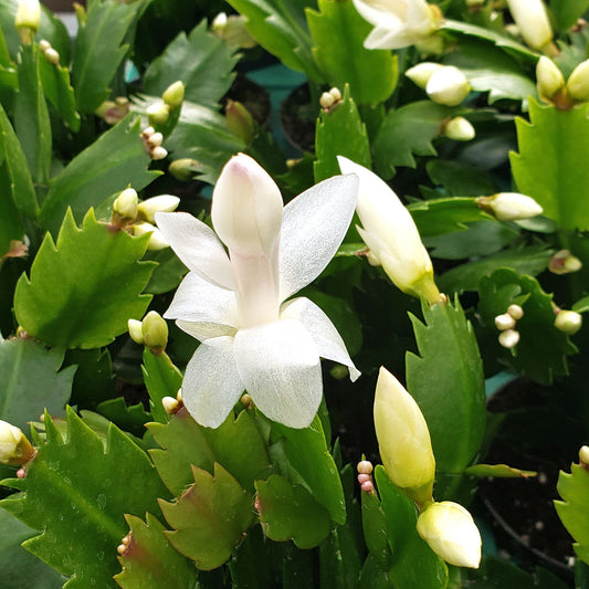 Schlumbergera (balti ziedi)