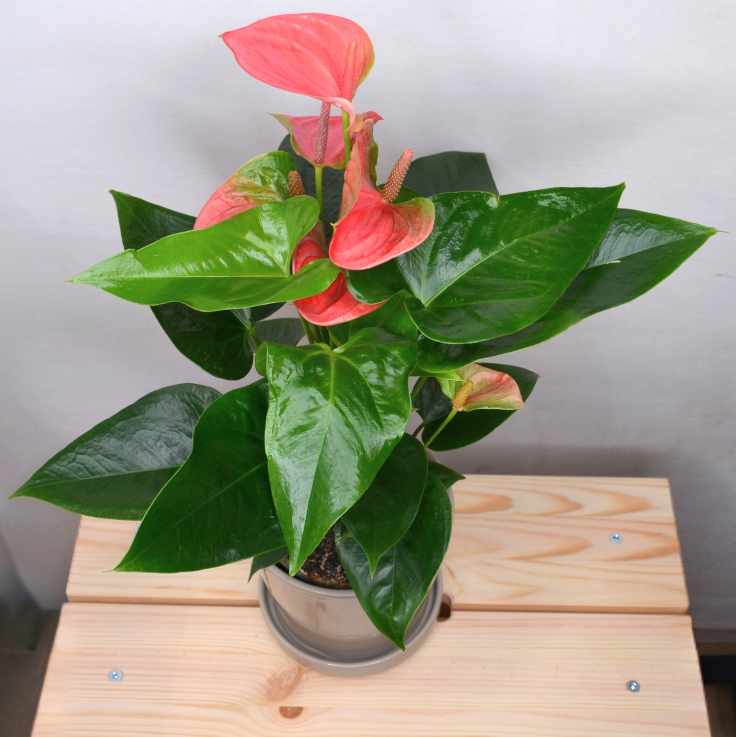 Anthurium Sweet Dream