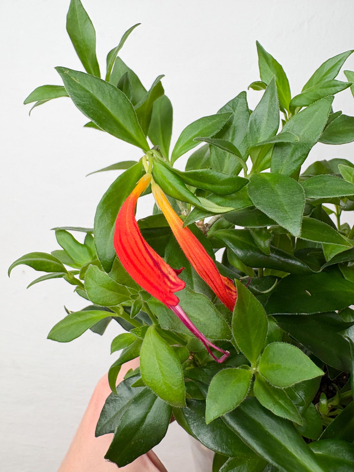 Aeschynanthus Radicans Orange telpaugs podā