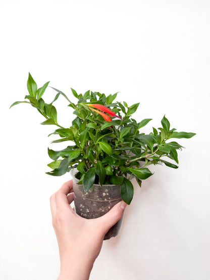Aeschynanthus Radicans Orange telpaugs podā
