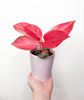 Aglaonema Pink Star telpaugs podā