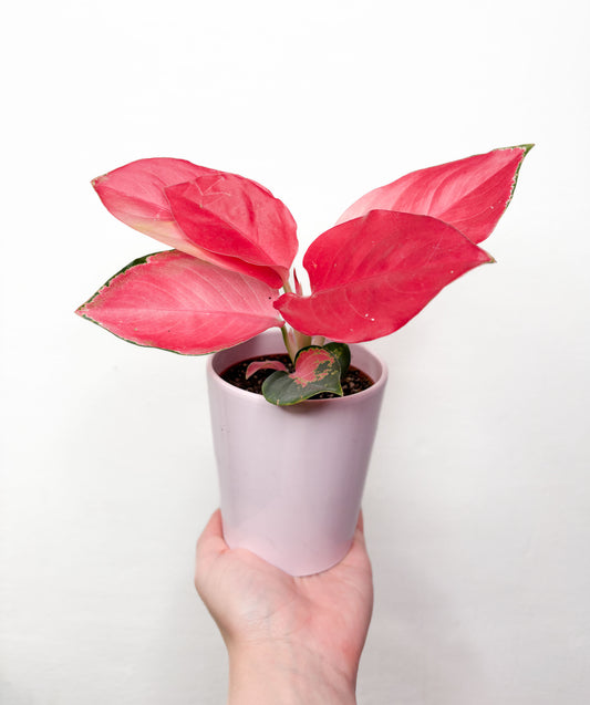 Aglaonema Pink Star telpaugs podā