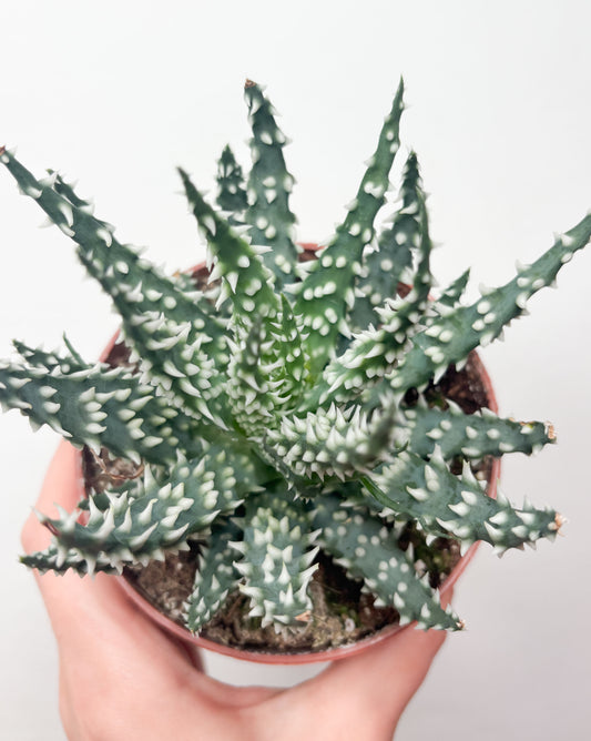 Aloe Humilis sukulents podā