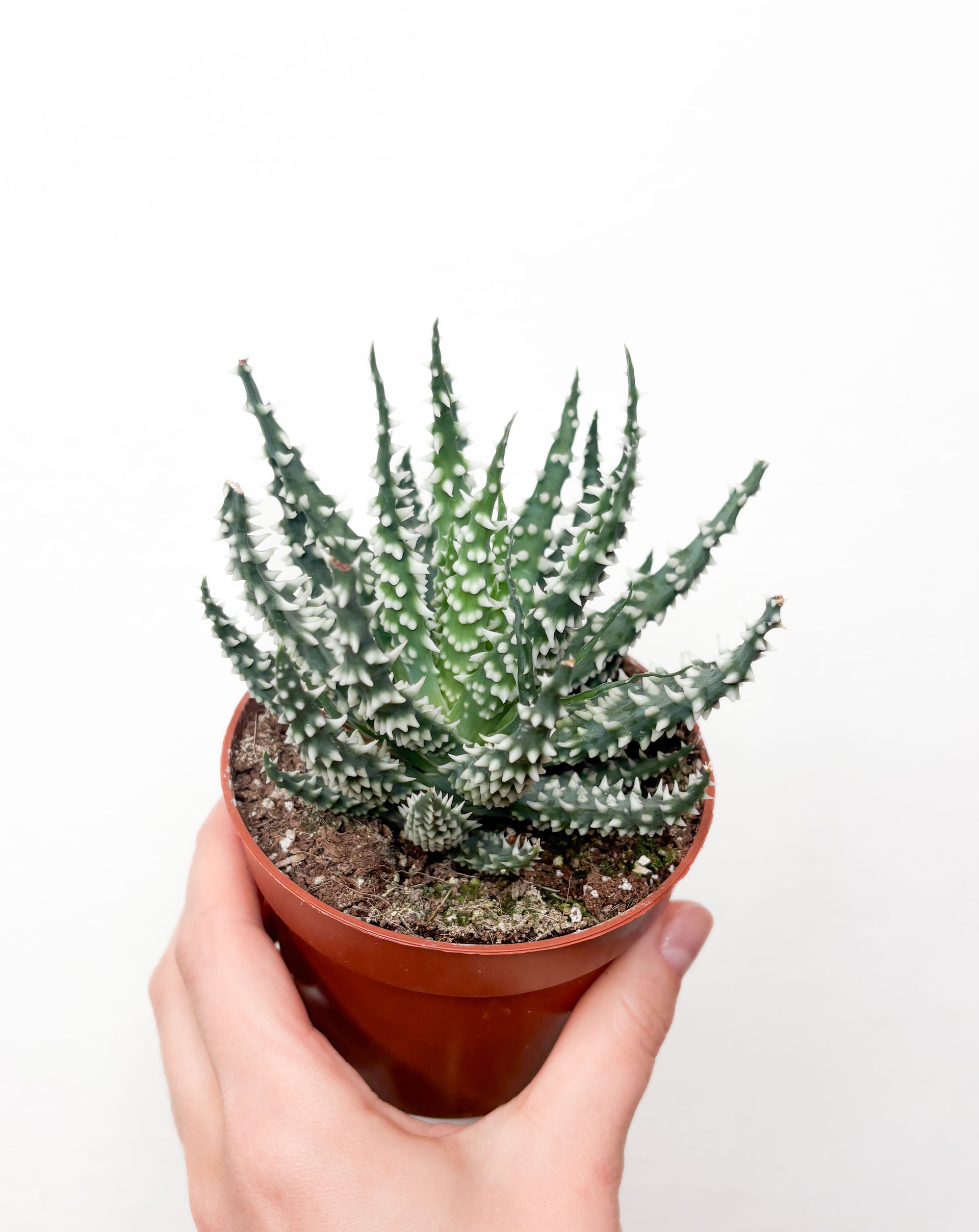 Aloe Humilis | buy