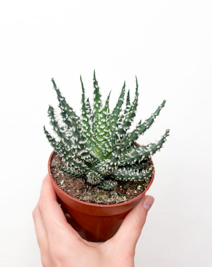 Aloe Humilis sukulents podā