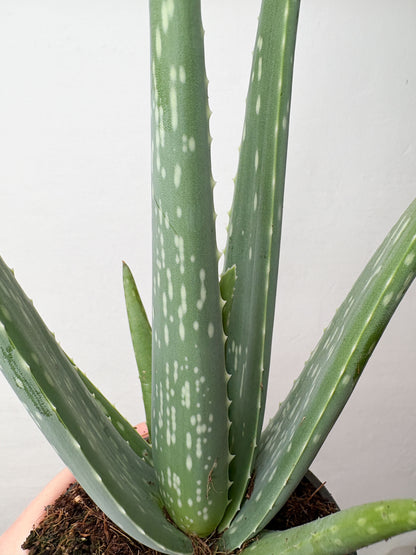 Aloe Vera telpaugs podā