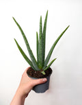 Aloe Vera telpaugs podā
