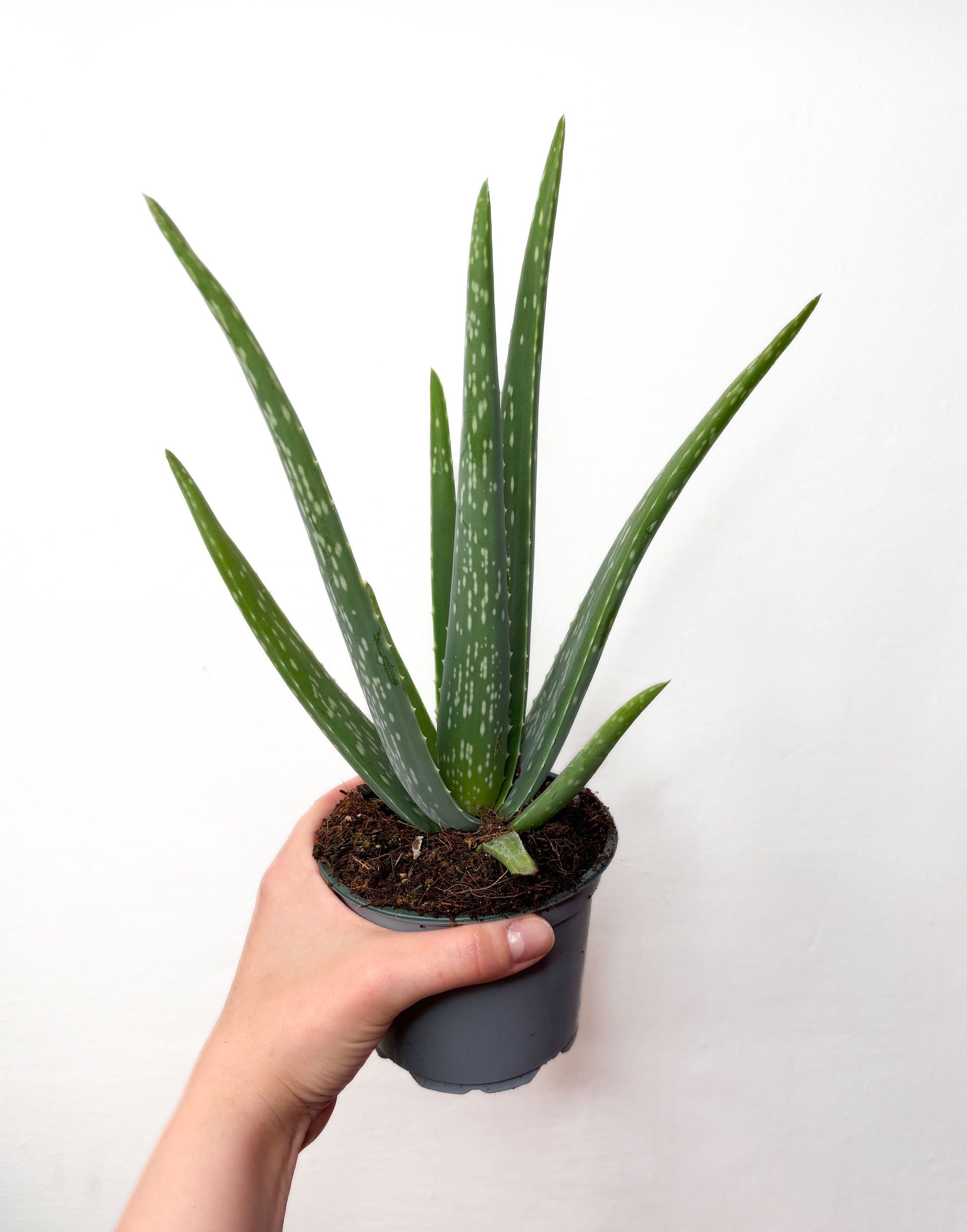 Aloe Vera telpaugs podā