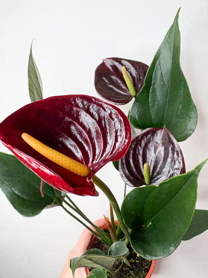 Anthurium Black ziedošs telpaugs podā