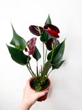 Anthurium Black ziedošs telpaugs podā