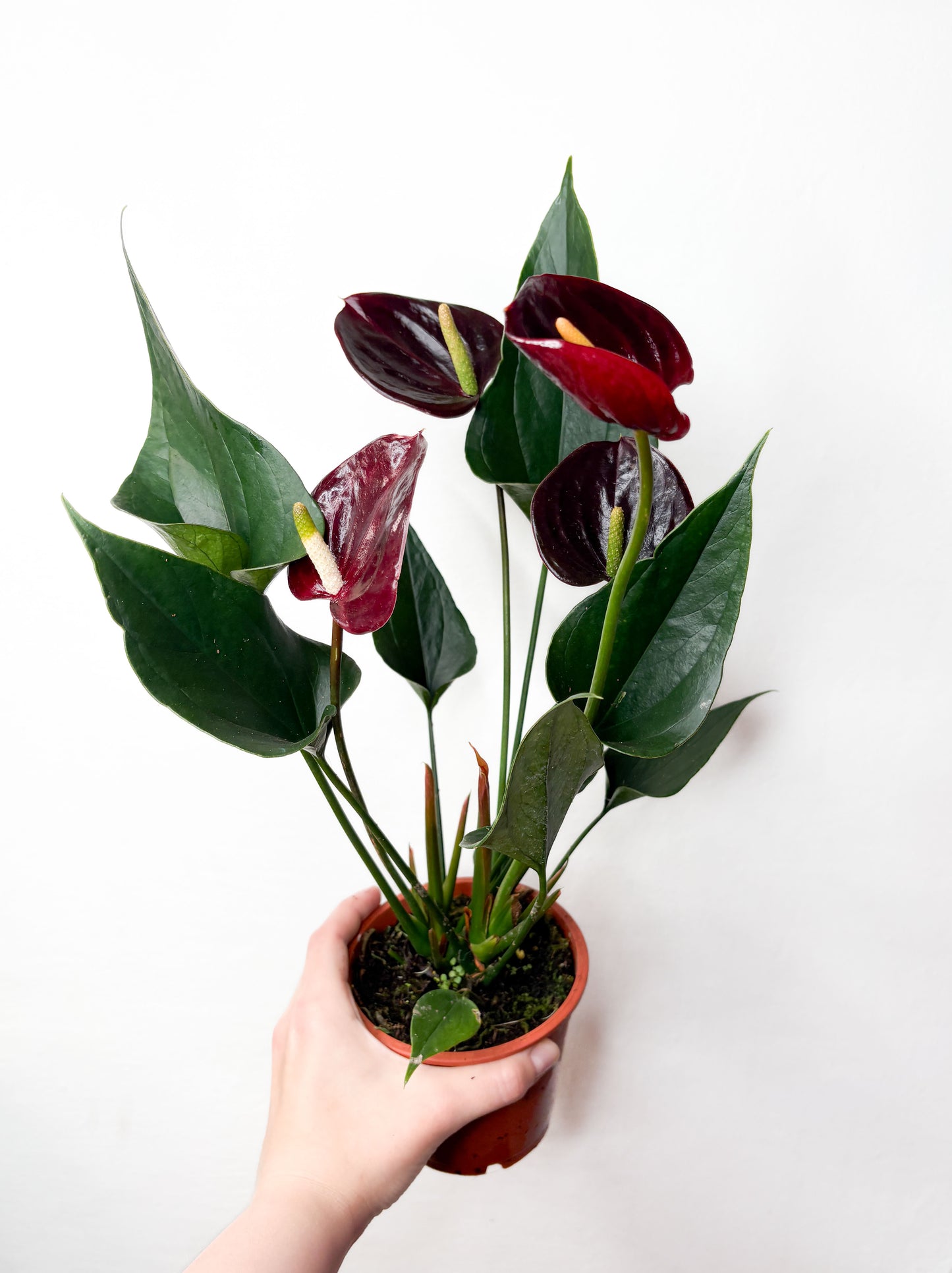 Anthurium Black ziedošs telpaugs podā