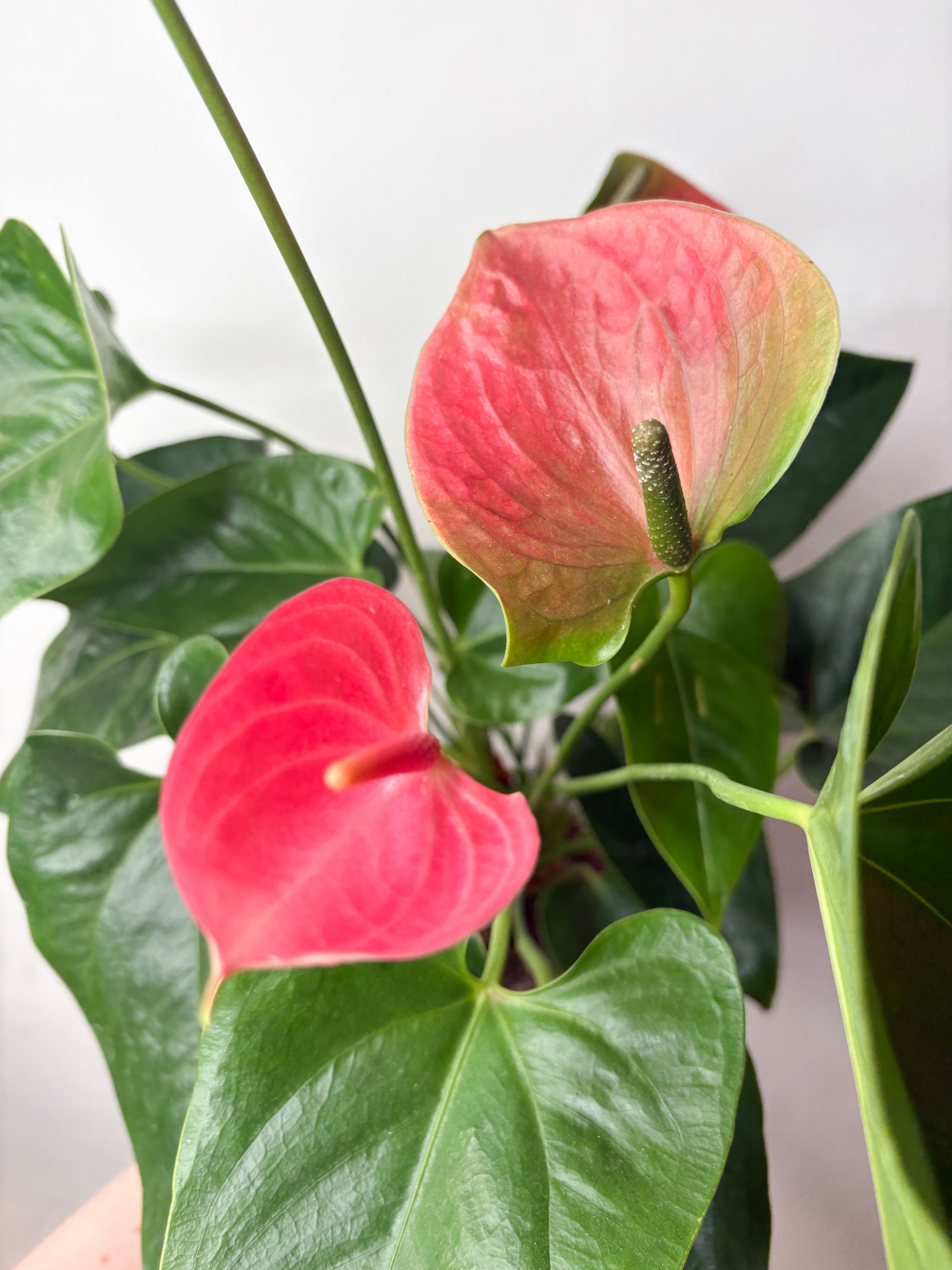 Anthurium Sweet Dream ziedošs telpaugs podā