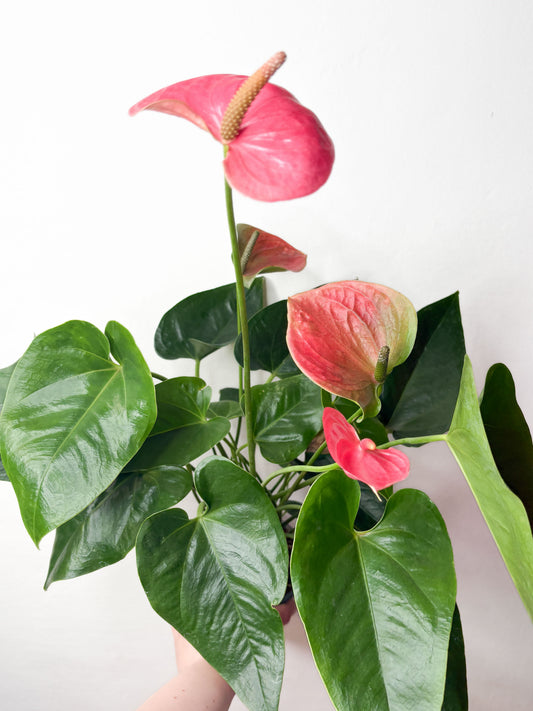 Anthurium Sweet Dream ziedošs telpaugs podā