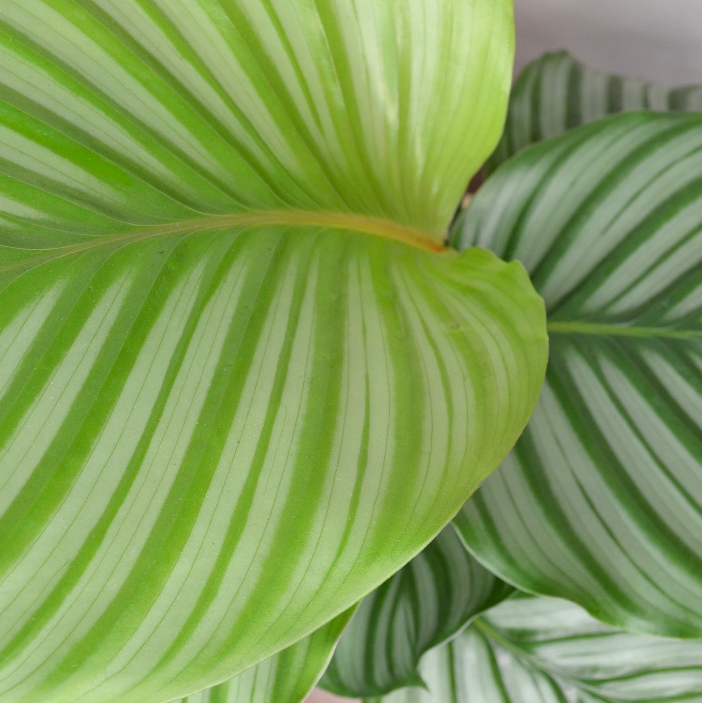 Calathea Orbifolia