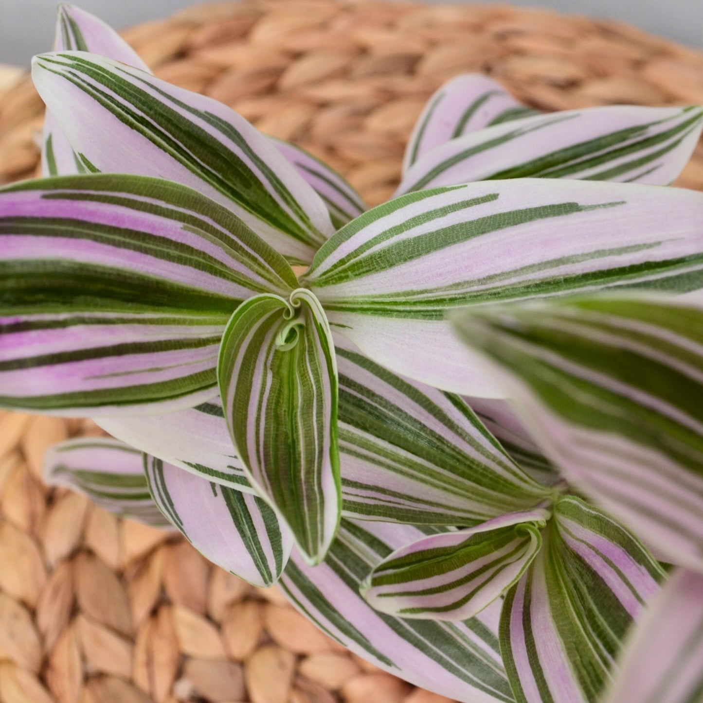 Tradescantia nanouk [baby plant]