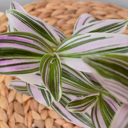 Tradescantia nanouk [baby plant]