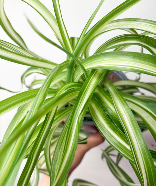 Chlorophytum Comosum Bonnie hlorofīts podā