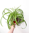 Chlorophytum Comosum Bonnie hlorofīts podā