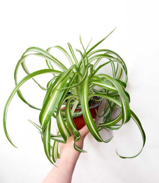 Chlorophytum Comosum Bonnie hlorofīts podā