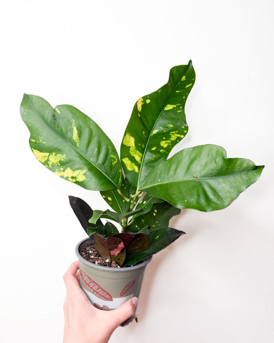 Codiaeum Variegatum Magnificent krāsains telpaugs podā