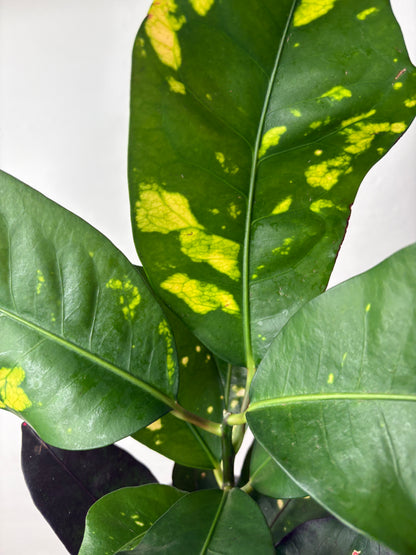 Codiaeum Variegatum Magnificent krāsains telpaugs podā