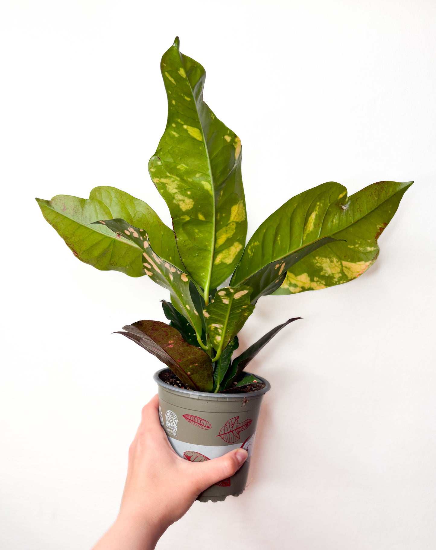 Codiaeum Variegatum Magnificent krāsains telpaugs podā