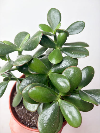 Crassula Ovata sukulents podā