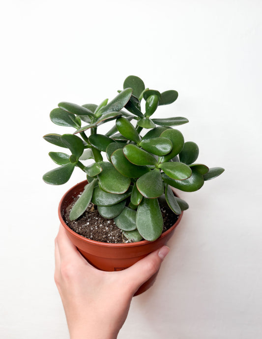 Crassula Ovata sukulents podā