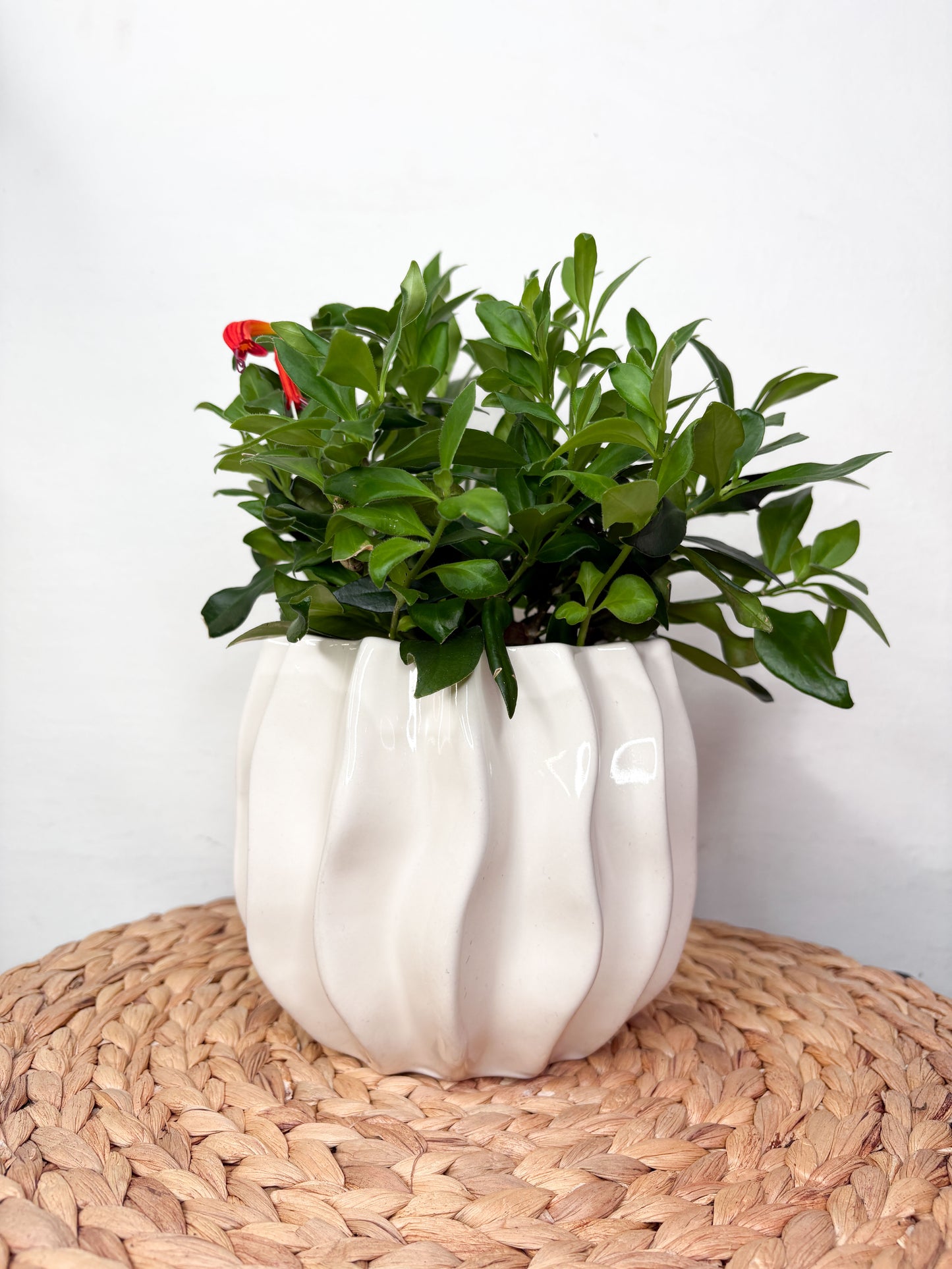 Dekoratiīvais pods Sculpt 13 cm